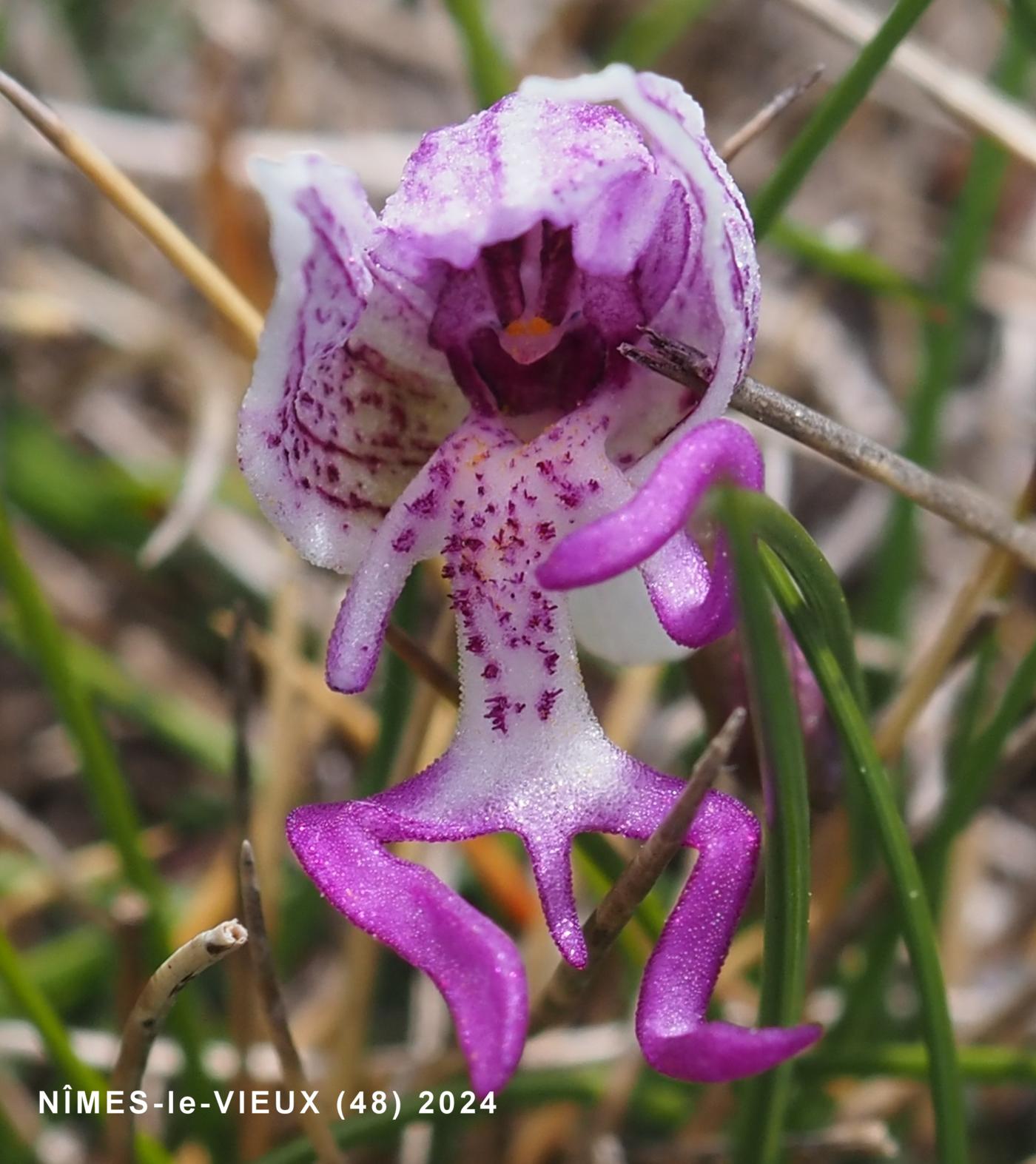 Orchid, Monkey flower